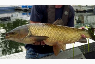 grass-carp.jpg.size.xxlarge.letterbox.jpg