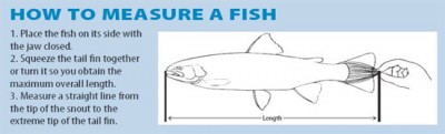 How-To-Measure-A-Fish.jpg