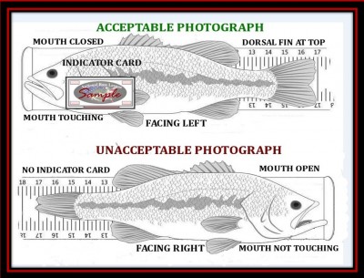 How-To-Measure.jpg